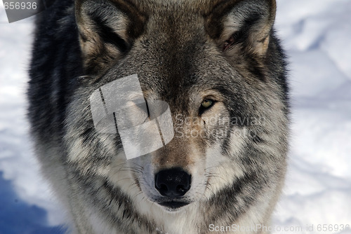 Image of Gray Wolf