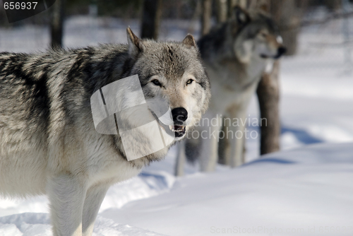 Image of Gray Wolf