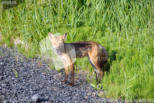 Image of Red Fox