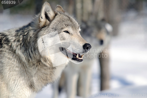 Image of Gray Wolf