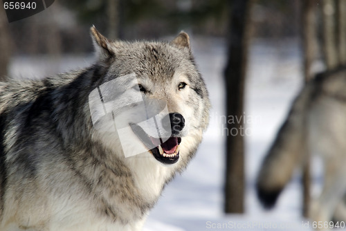 Image of Gray Wolf