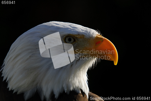 Image of Bald Eagle