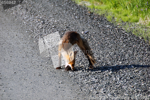 Image of Red fox