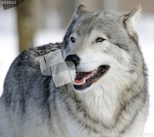 Image of Gray Wolf