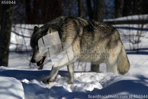 Image of Gray Wolf