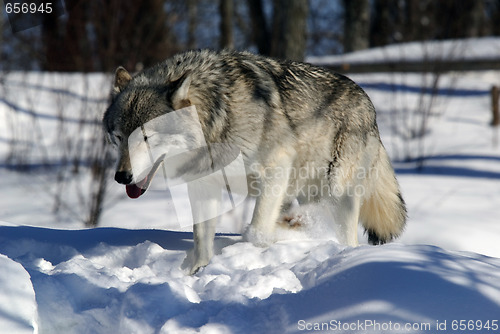 Image of Gray Wolf