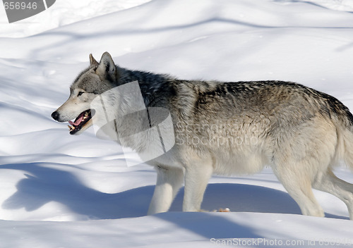 Image of Gray Wolf