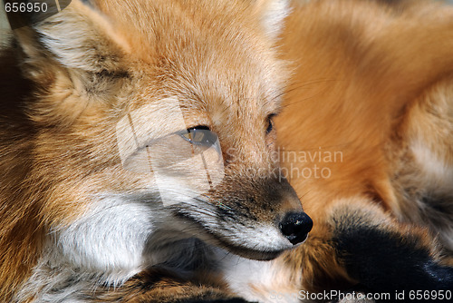 Image of Red Fox Portrait