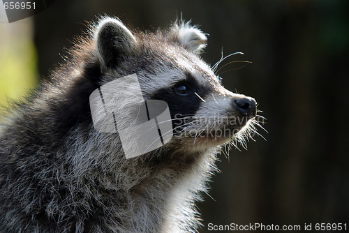 Image of Raccoon