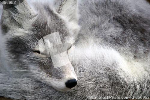 Image of Arctic Fox