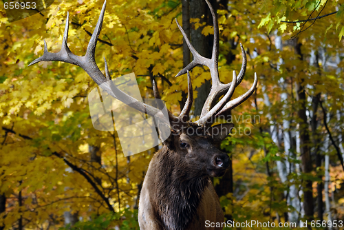 Image of Wapiti