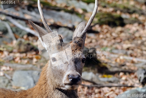 Image of Wapiti