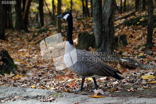 Image of Canada Goose