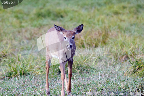 Image of Whitetail deer
