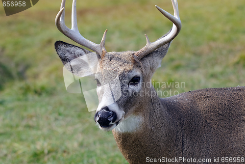Image of Whitetail deer