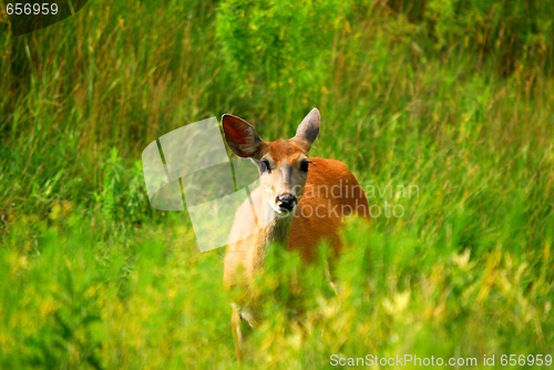 Image of White-tailed deer