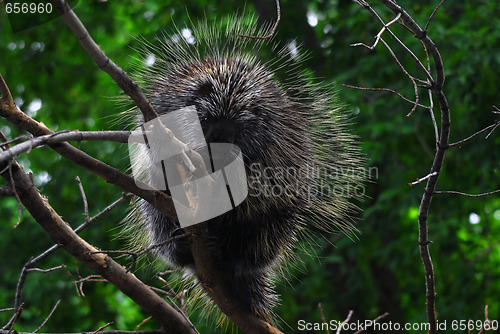 Image of Porcupine