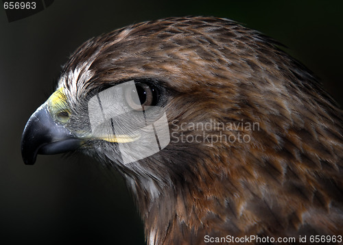 Image of Red-tailed hawk