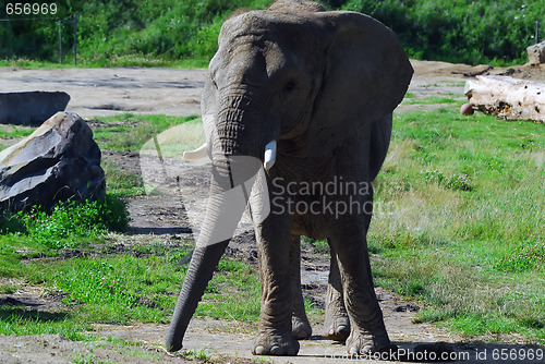 Image of Elephant