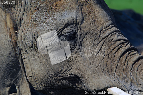 Image of Elephant