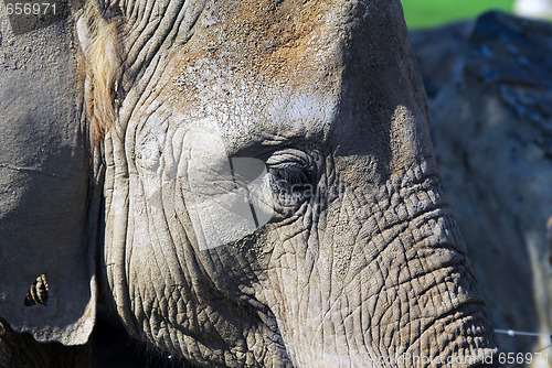 Image of Elephant
