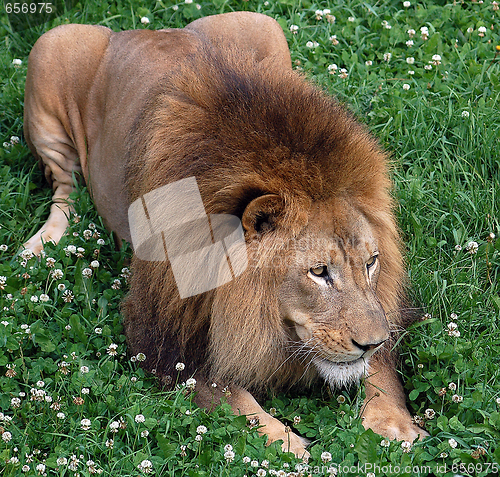 Image of Lion