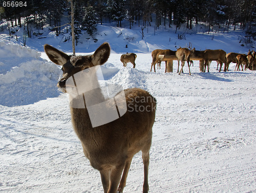 Image of White-tailed deer