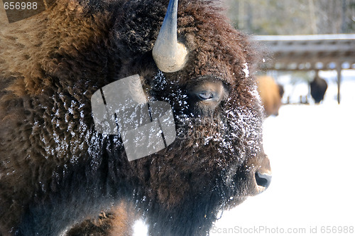 Image of Bison