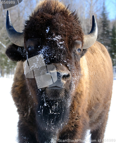 Image of Bison