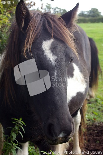 Image of Horse 01