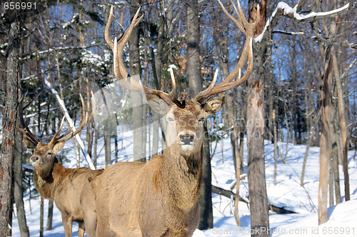 Image of Elk