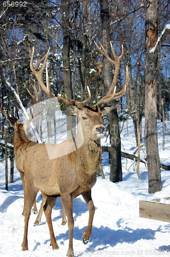 Image of Elk