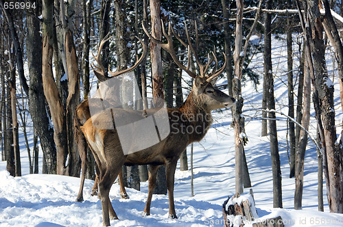 Image of Elk