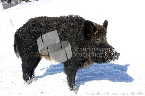 Image of Wild Boar