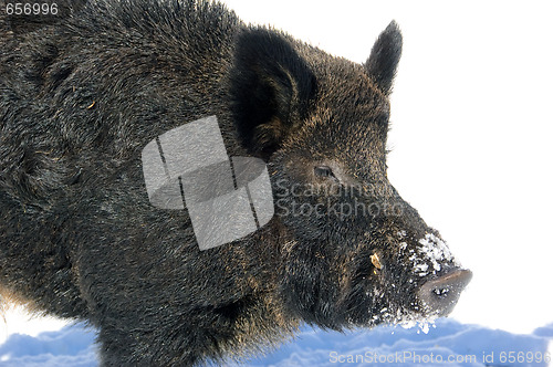 Image of Wild Boar