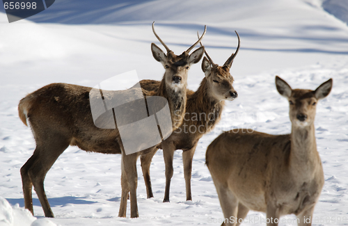 Image of White-tailed deer