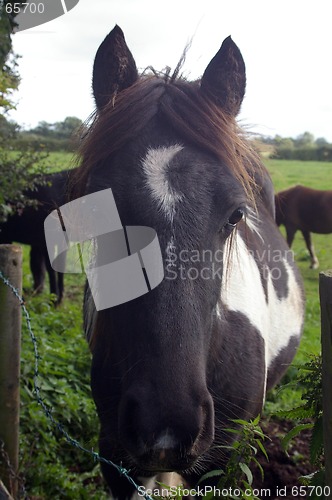 Image of Horse 02