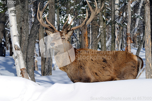 Image of Elk