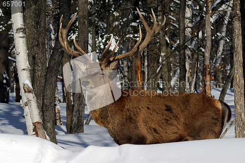 Image of Elk