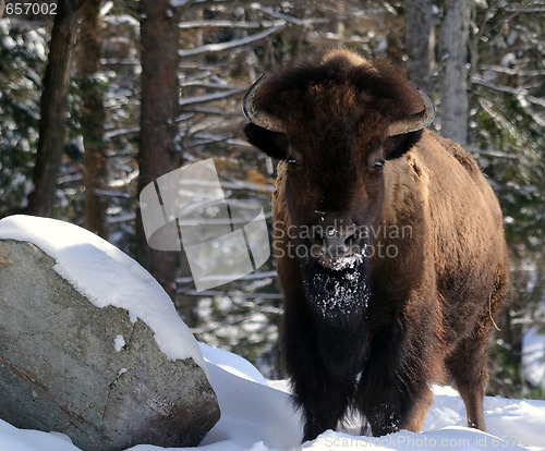 Image of Bison