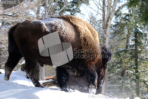 Image of Bison