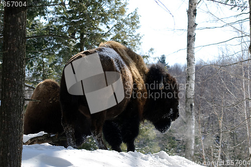 Image of Bison