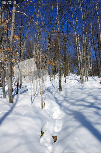 Image of Winter Forest