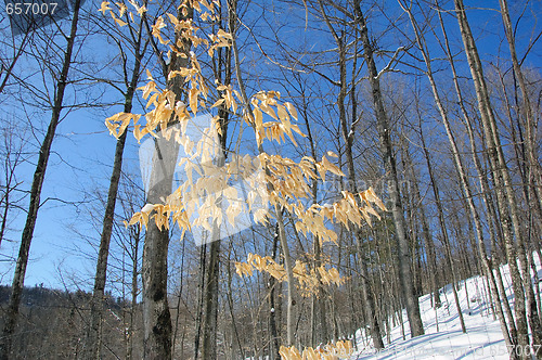 Image of Winter Forest