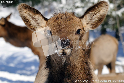 Image of Elk