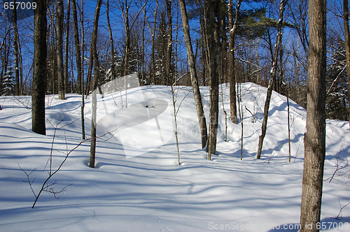 Image of Winter Forest