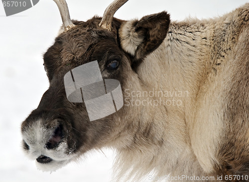 Image of Reindeer