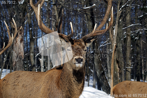 Image of Elk