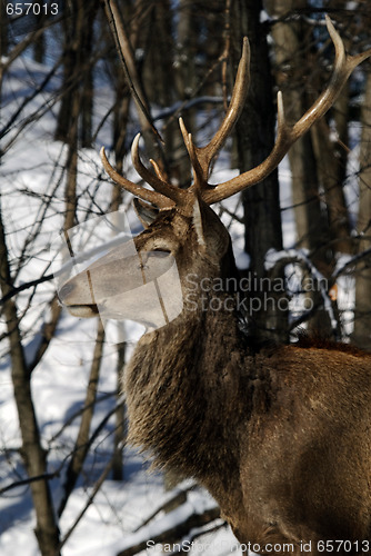 Image of Elk