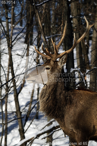 Image of Elk